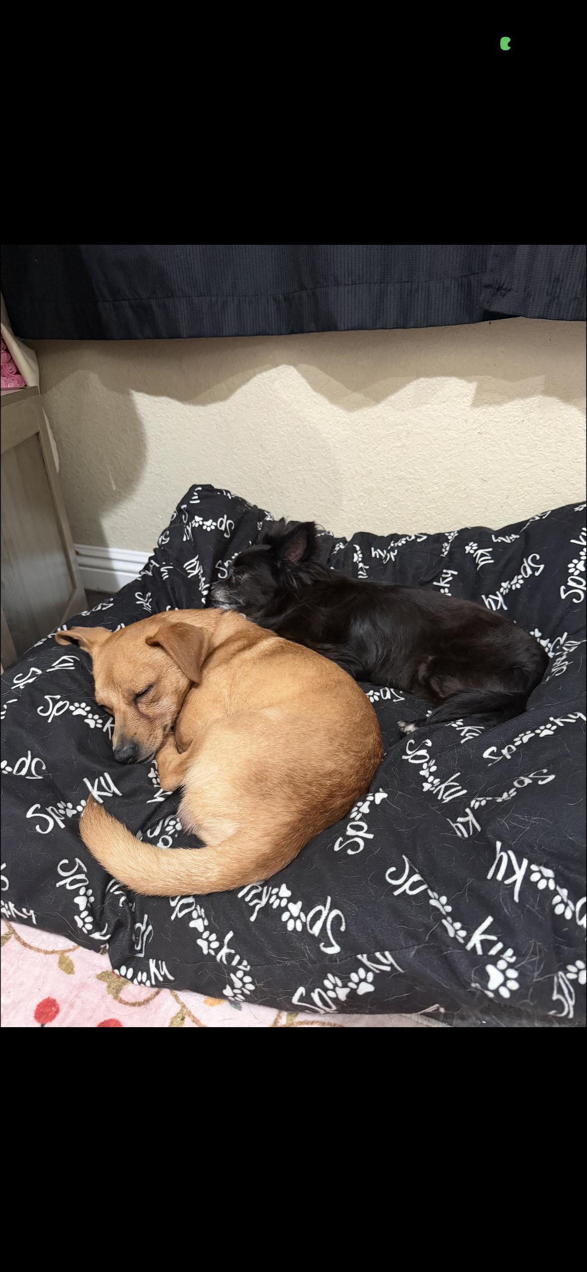Bella and peanut , a ADOPTABLE mixed breed in Hayward, CA image 4/6