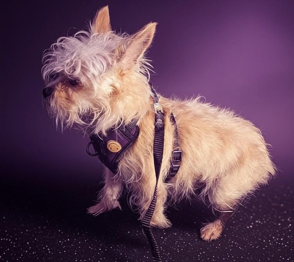 Monroe (Bonded with Wanda), Adoptable, Young Female Terrier.