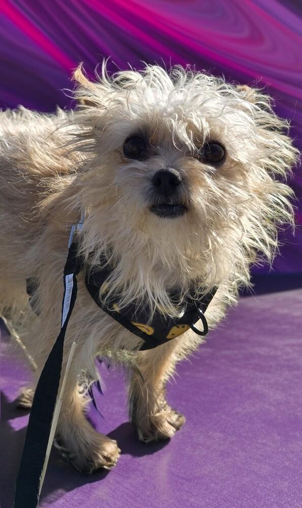 Enlarge Monroe (Bonded with Wanda), a Adoptable mixed breed in Draper, UT image 3/5