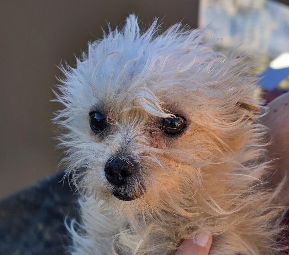 Enlarge Monroe (Bonded with Wanda), a Adoptable mixed breed in Draper, UT image 5/5
