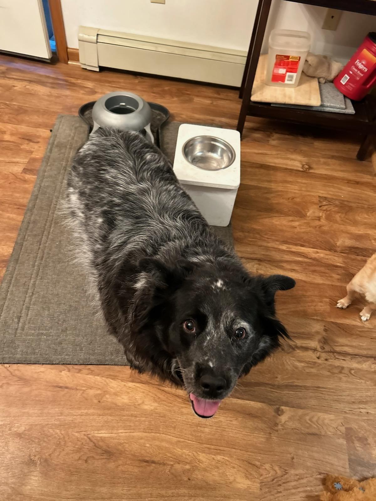 Angle, ADOPTABLE, Adult Female Australian Shepherd.