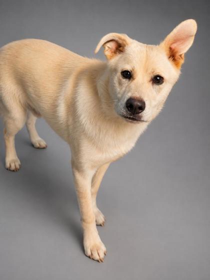 Enlarge Kujo, a Adoptable mixed breed in Bowling Green, KY image 1/1