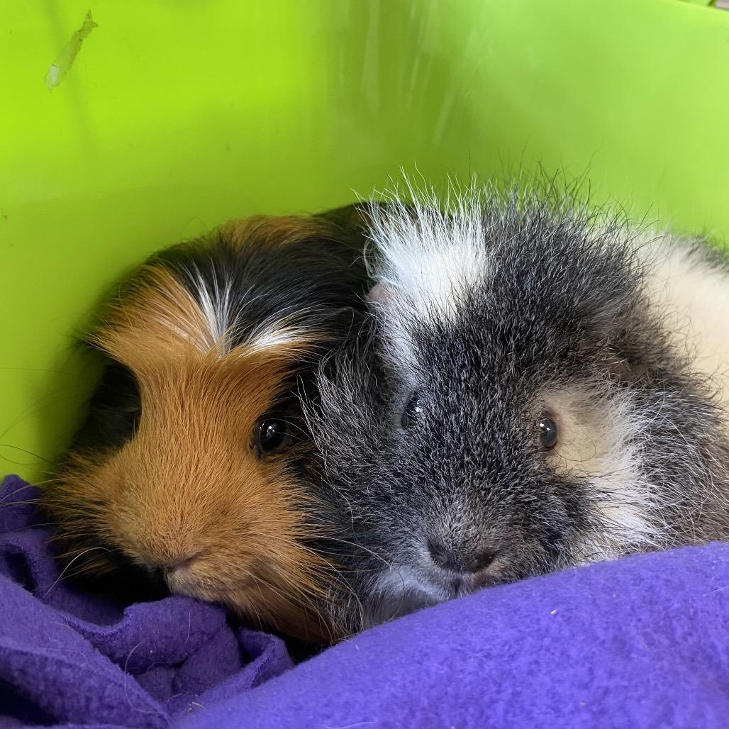 Porkchop photo 2