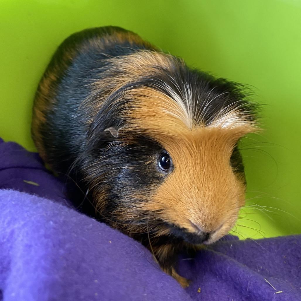 Porkchop, Adult Male Guinea Pig
