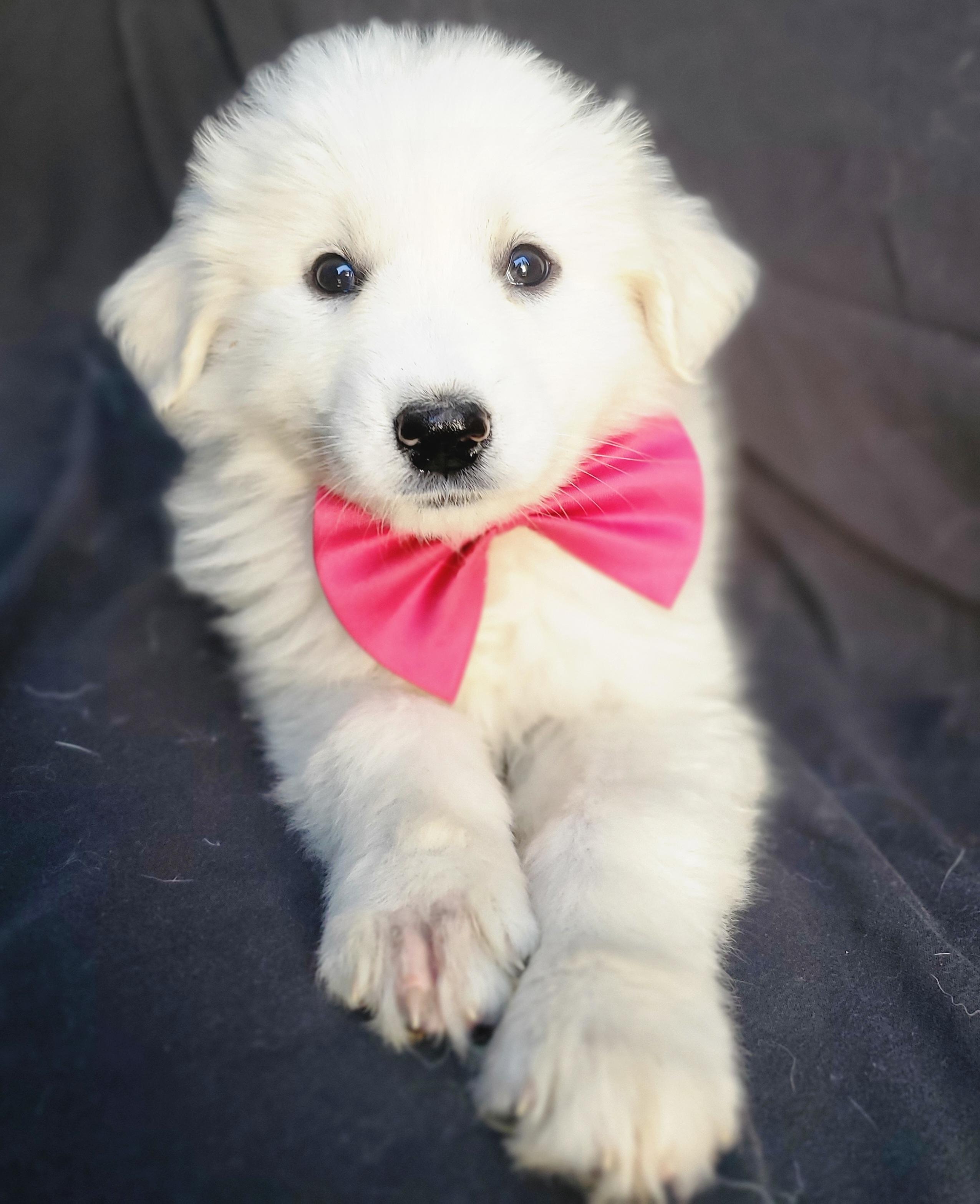 Enlarge Willa, an adopted mixed breed in Gilbert, SC image 2/6