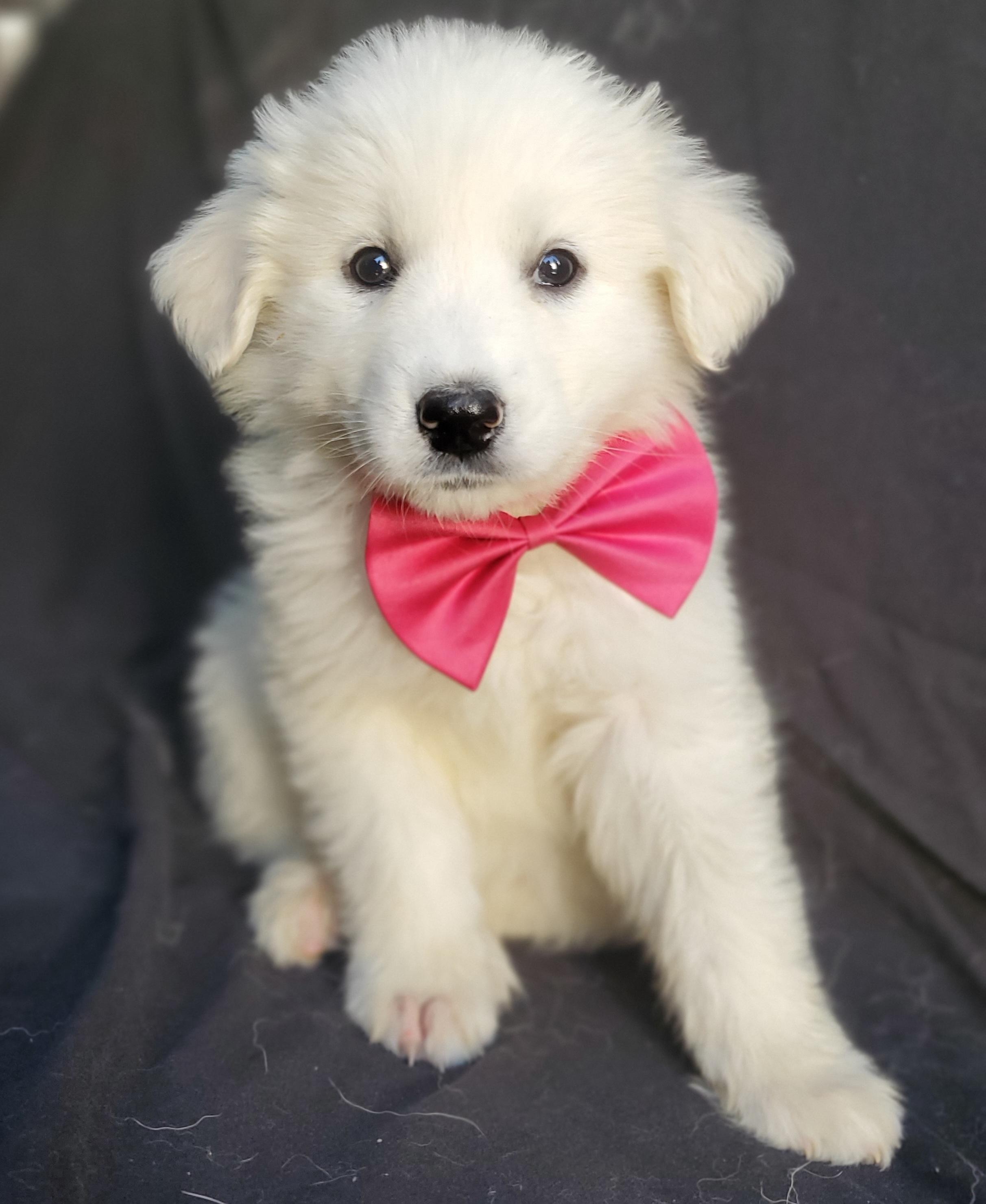 Willa, Adoptable, Puppy Female Great Pyrenees & Mixed Breed.