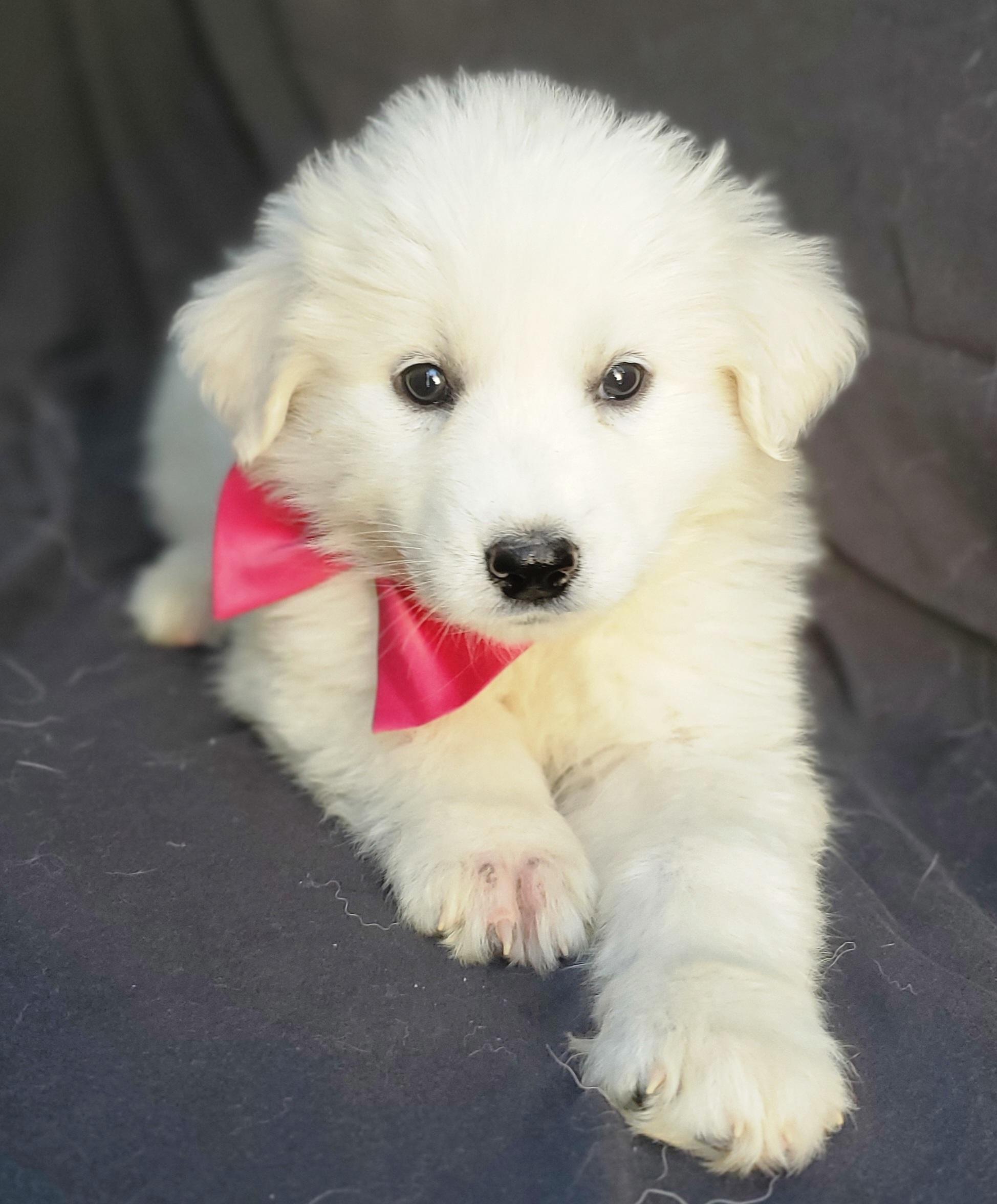 Enlarge Willa, an adopted mixed breed in Gilbert, SC image 6/6