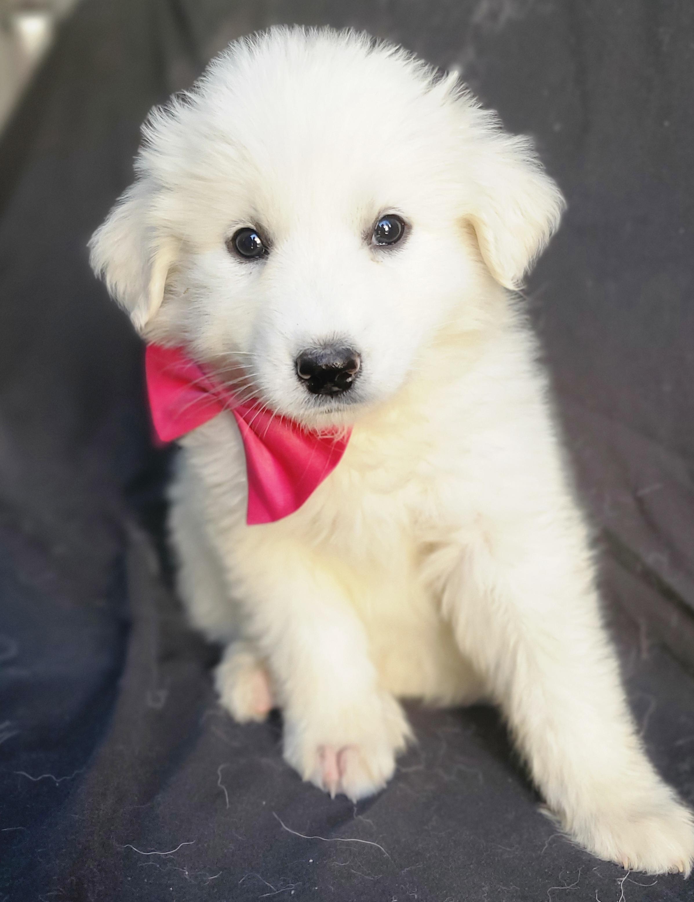 Enlarge Willa, an adopted mixed breed in Gilbert, SC image 4/6