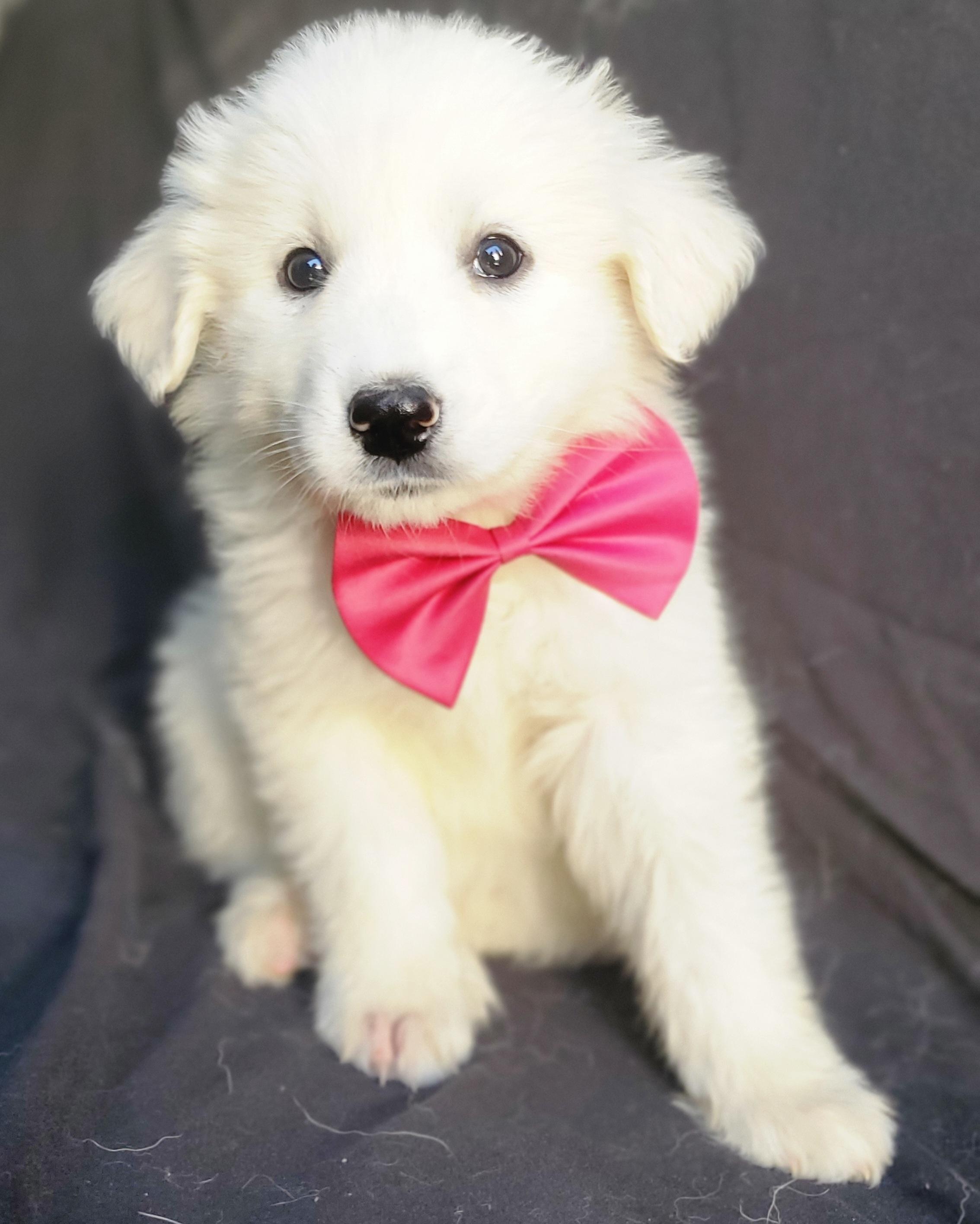 Enlarge Willa, an adopted mixed breed in Gilbert, SC image 5/6