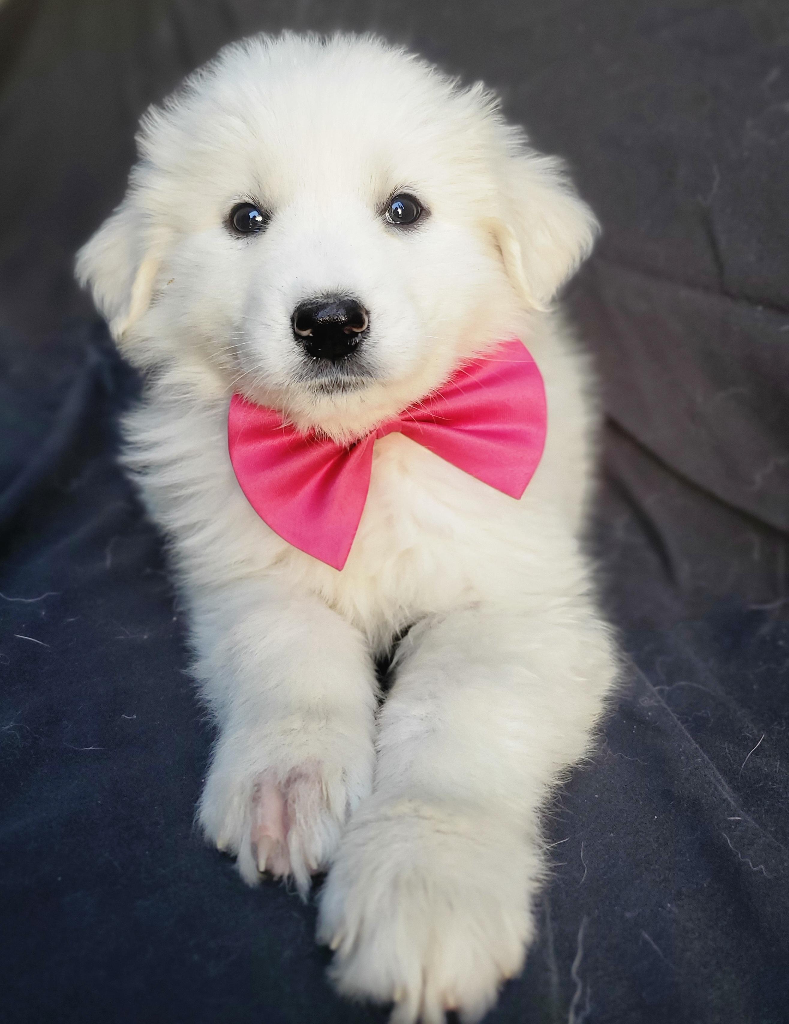 Enlarge Willa, an adopted mixed breed in Gilbert, SC image 3/6