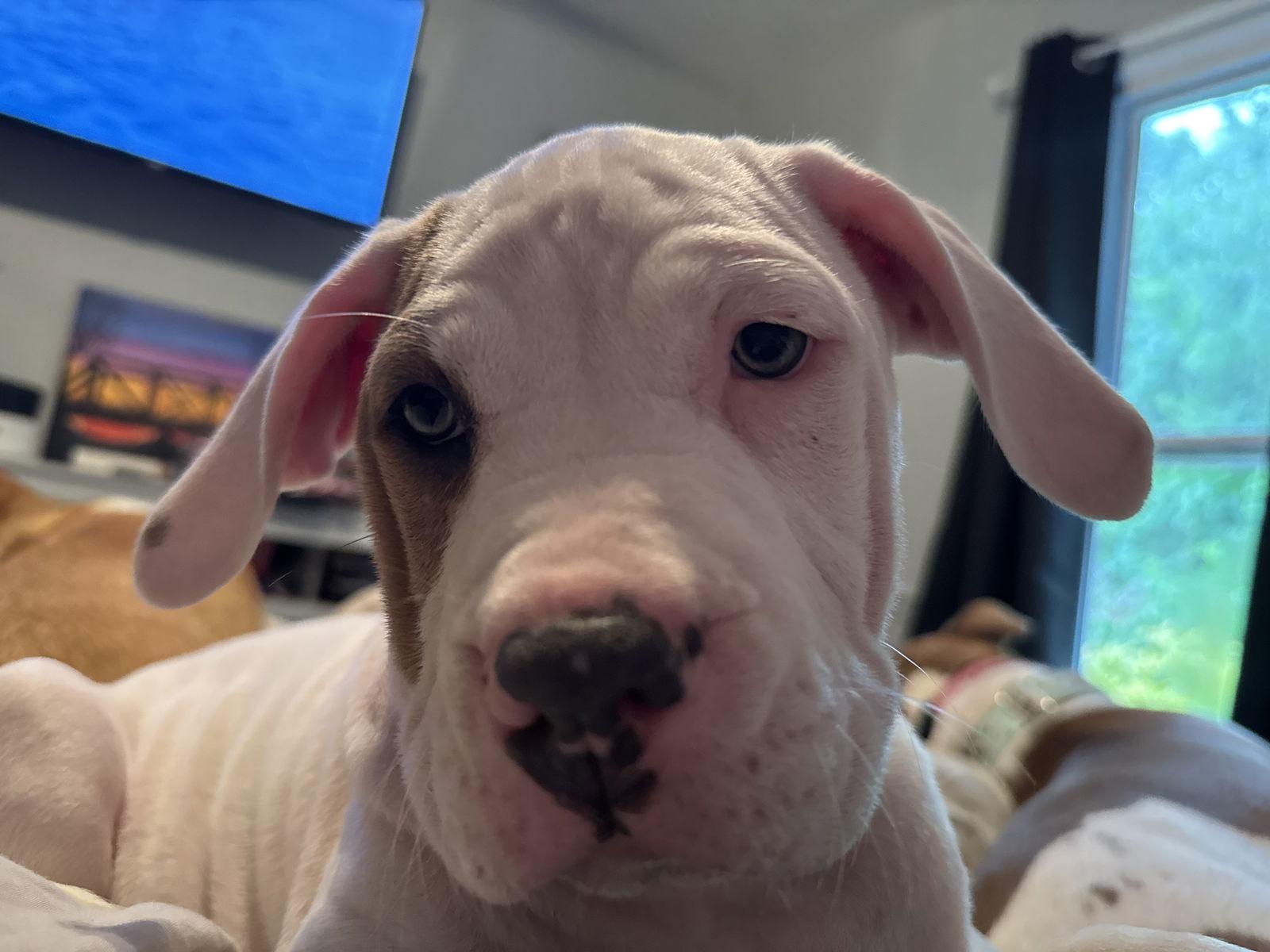 Bugle, Adopted, Young Male Terrier.