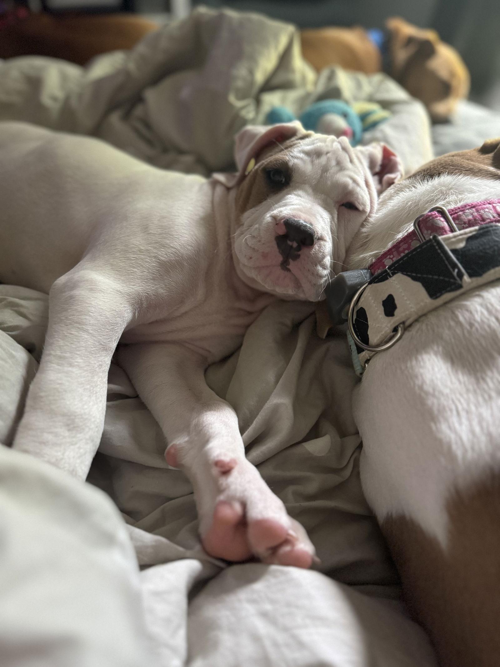 Bugle, a Adopted Terrier in Garner, NC image 2/3