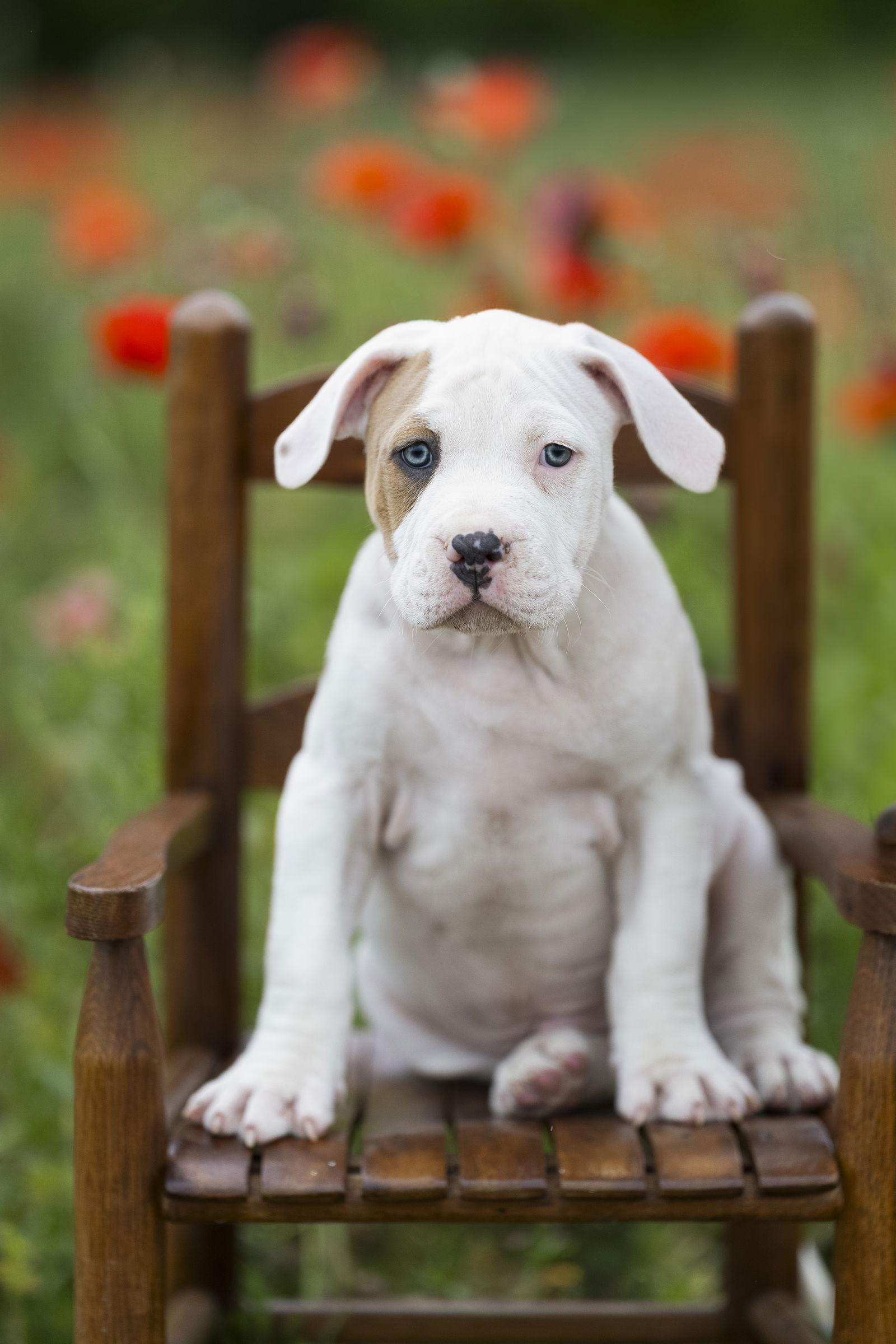 Bugle, a Adopted Terrier in Garner, NC image 3/3