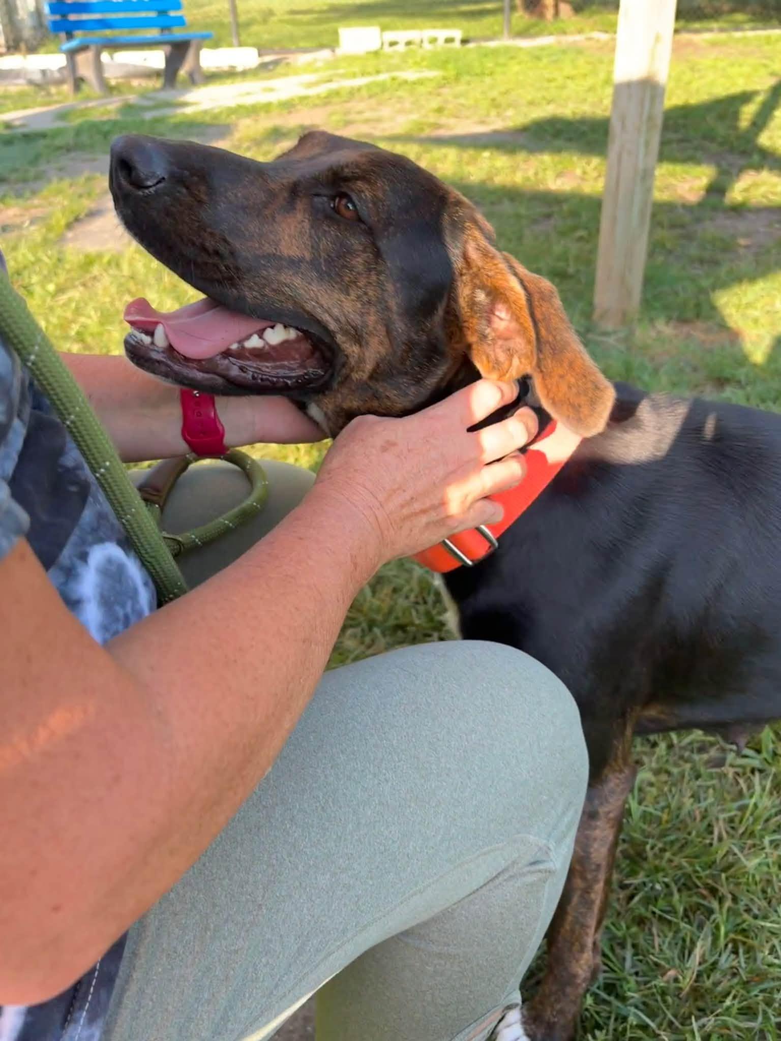 Enlarge Lovey, a ADOPTABLE mixed breed in Whitestown, IN image 3/3