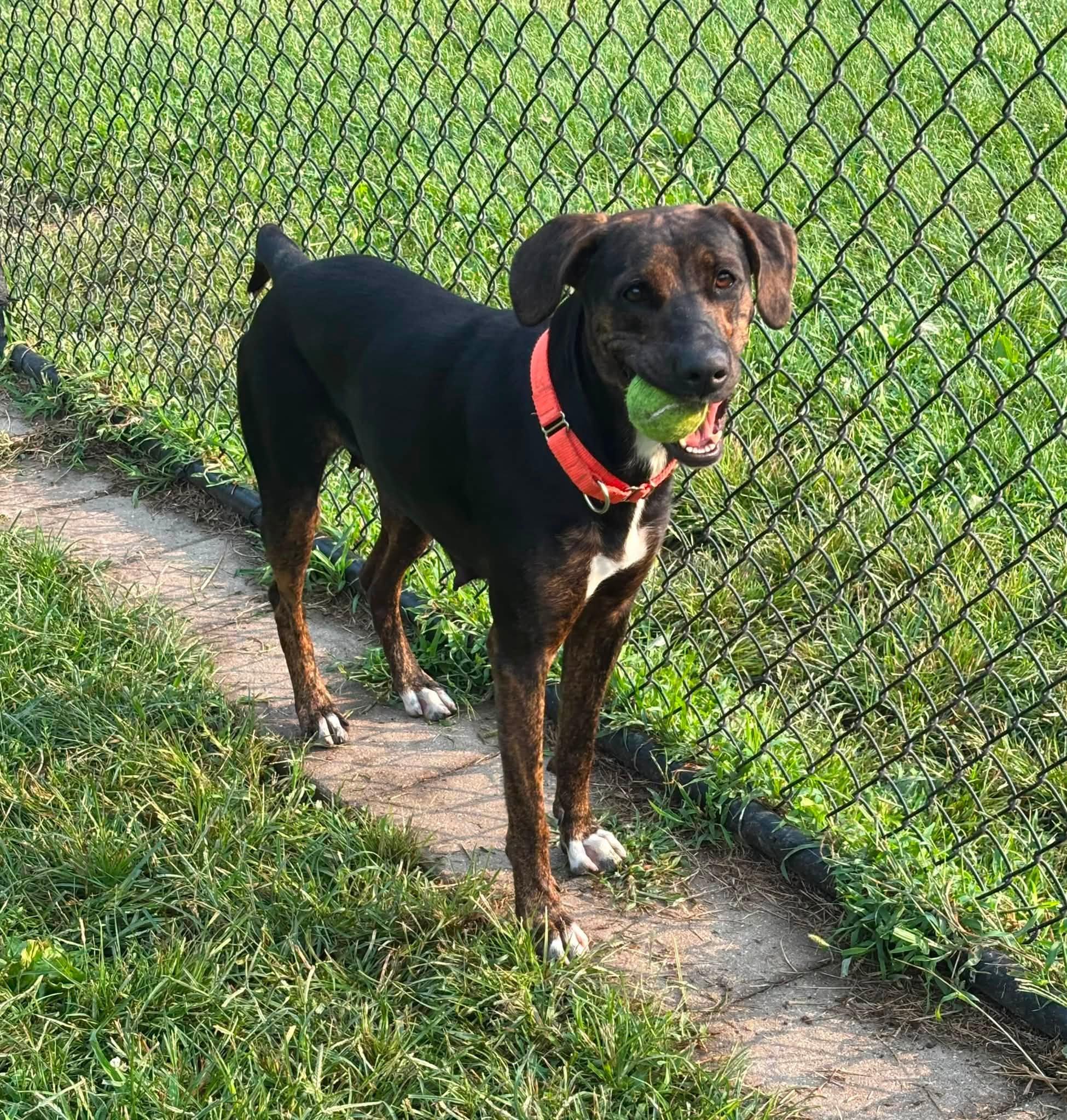 Lovey, ADOPTABLE, Young Female Coonhound & Great Dane.