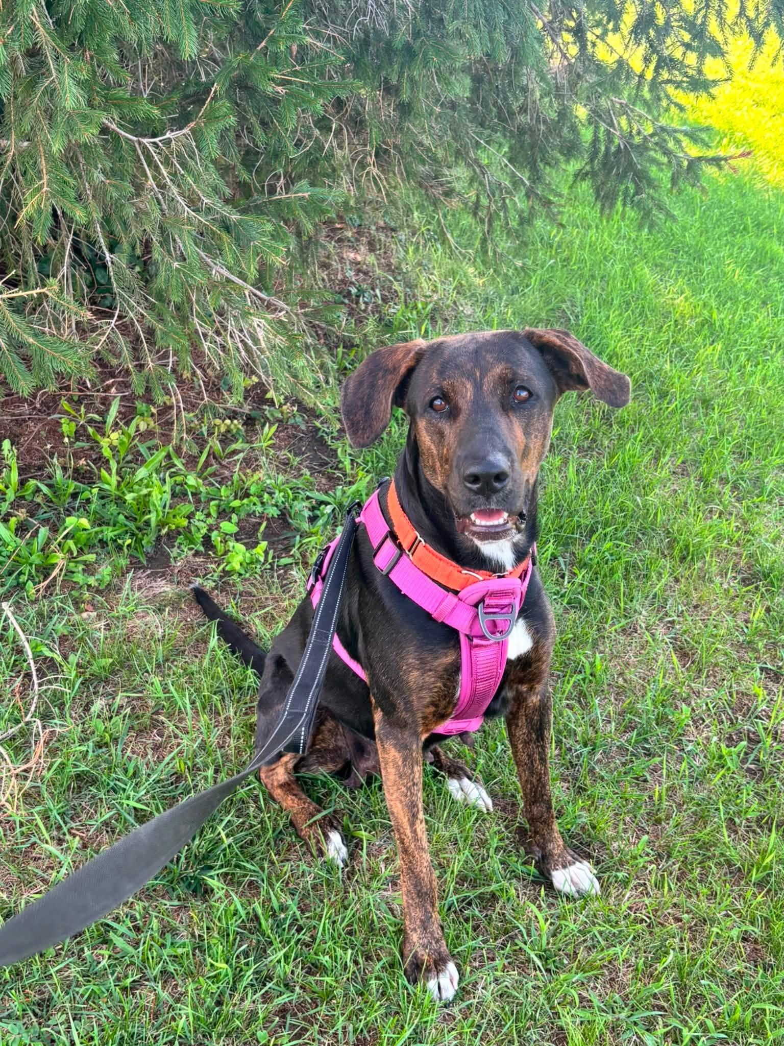 Enlarge Lovey, a ADOPTABLE mixed breed in Whitestown, IN image 2/3