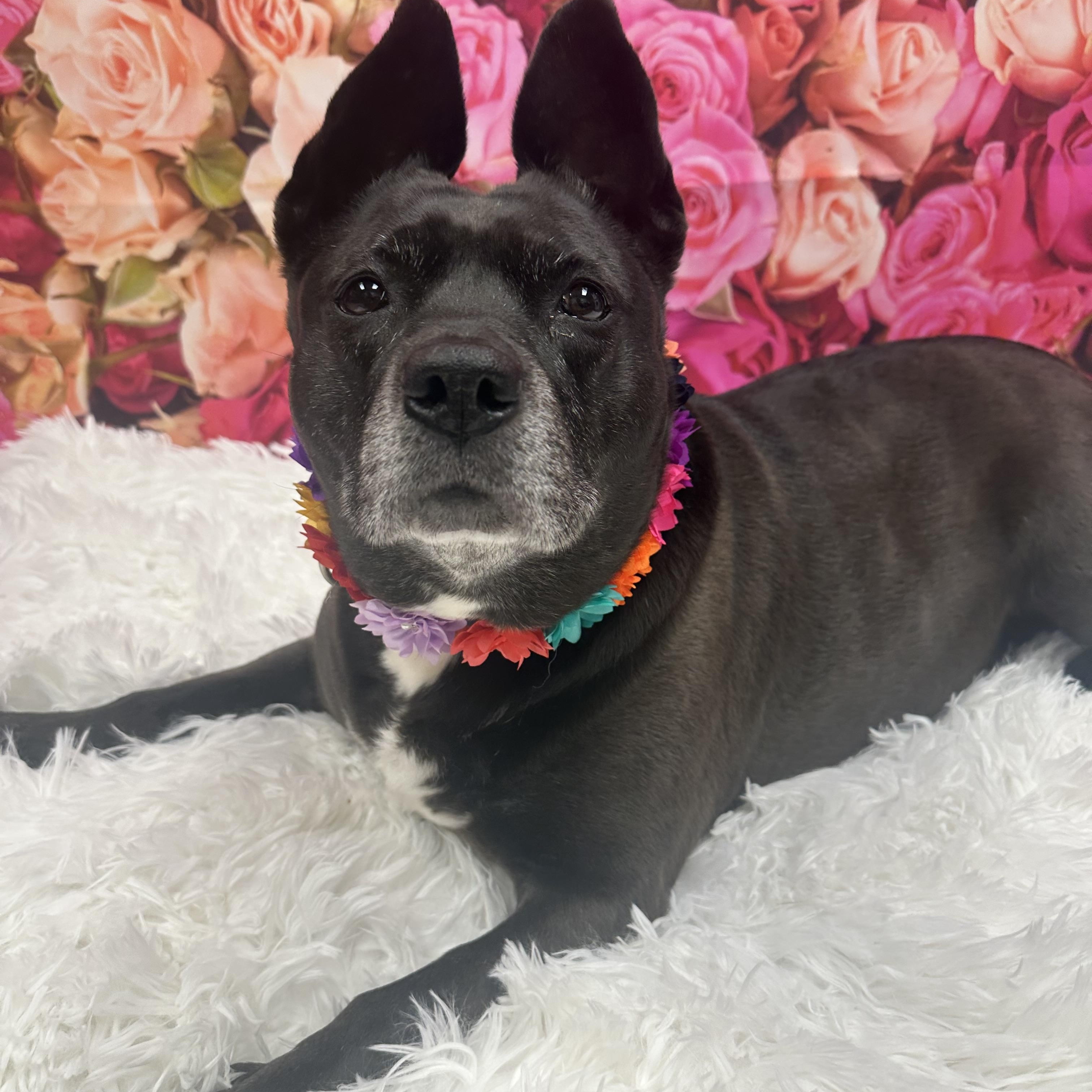Bunny, a Adoptable Terrier in Monroeville, PA image 1/6