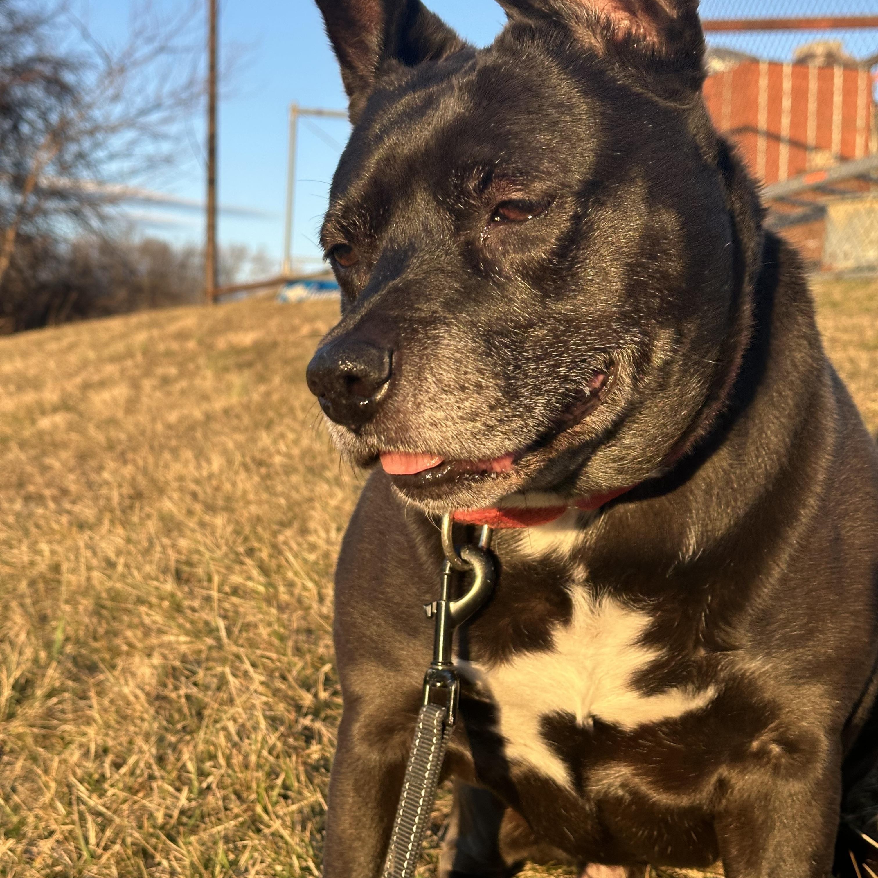 Enlarge Bunny, a Adoptable Terrier in Monroeville, PA image 6/6