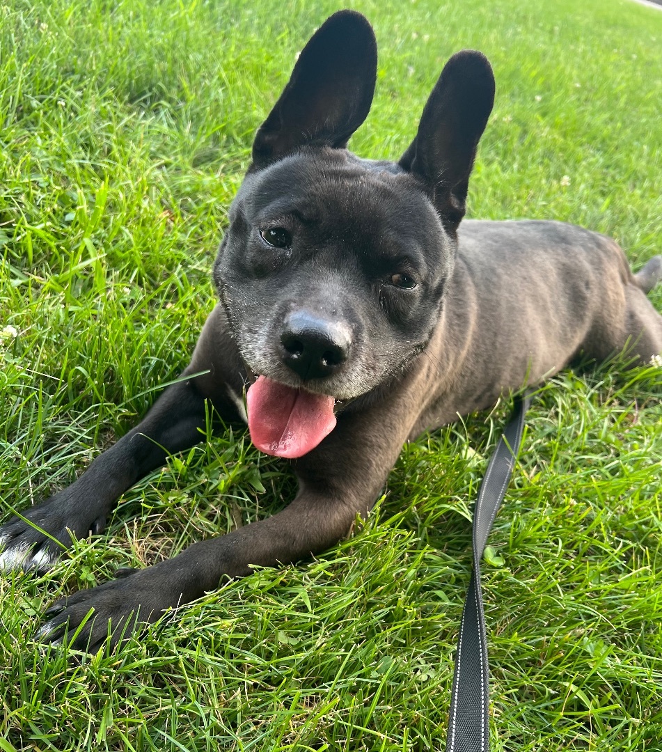 Bunny, Adoptable, Adult Female Terrier.