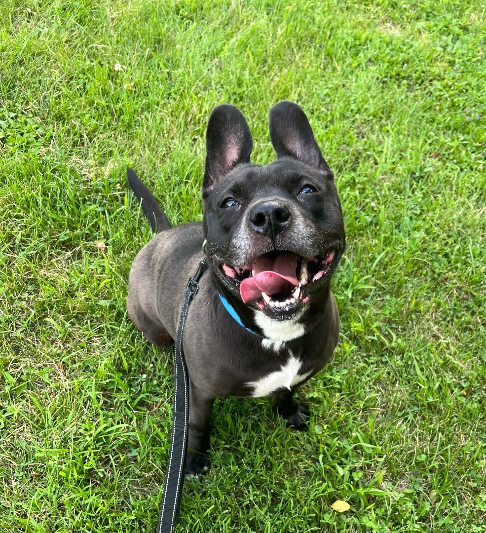 Bunny, a Adoptable Terrier in Monroeville, PA image 3/12