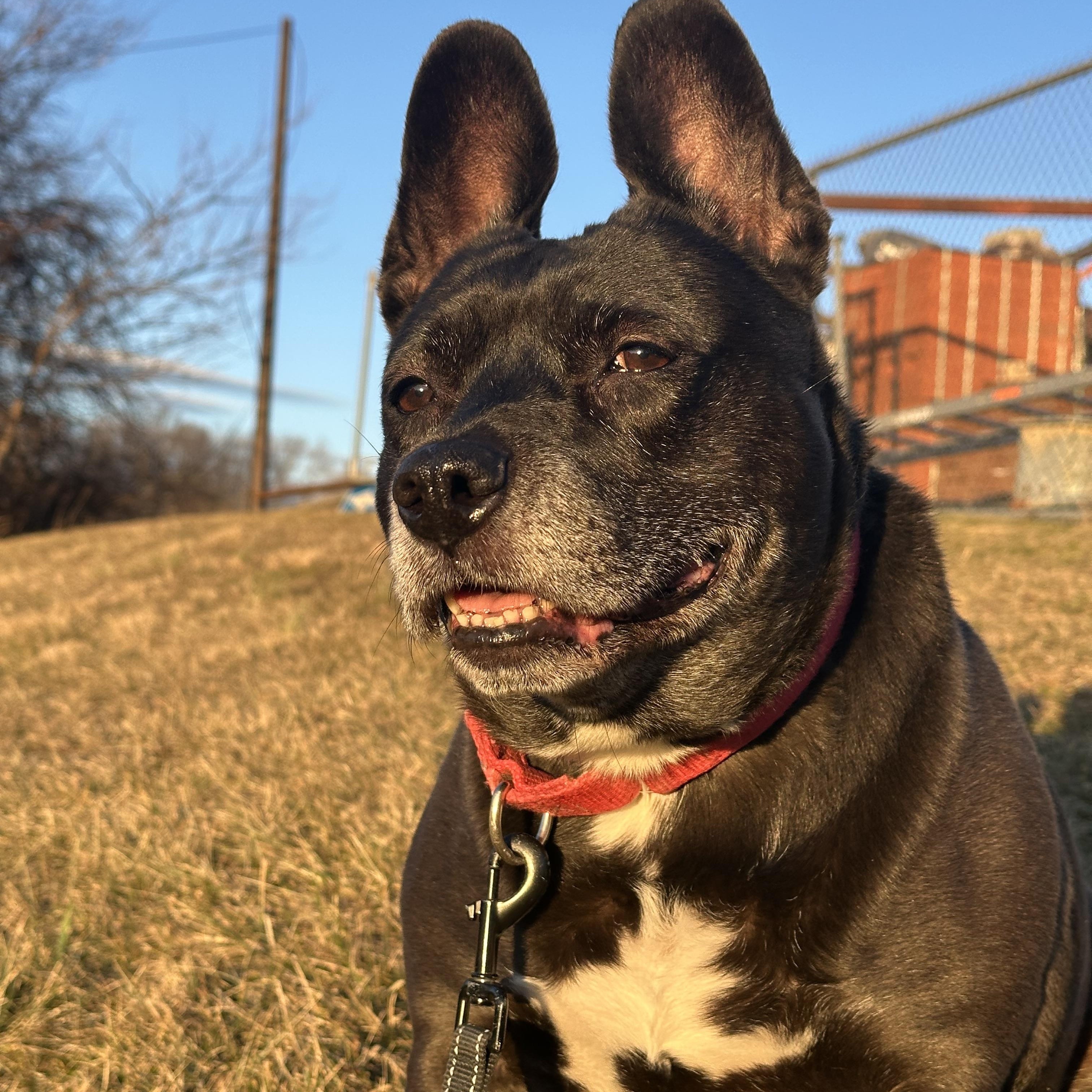 Bunny, Adoptable, Adult Female Terrier.