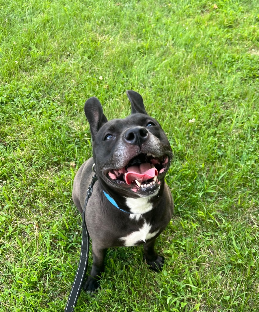 Bunny, a Adoptable Terrier in Monroeville, PA image 5/12