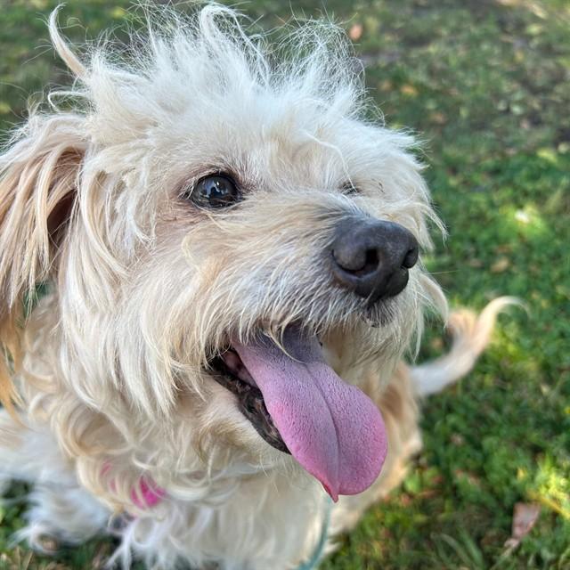 MILLER, Adoptable, Adult Male Australian Terrier & Mixed Breed.
