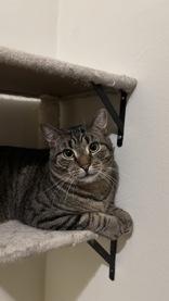 Wesley, a ADOPTABLE mixed breed in Richmond Hill, ON image 2/5