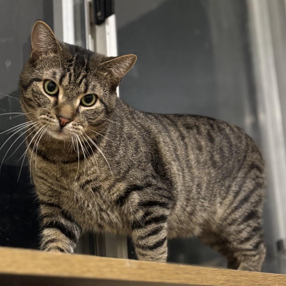 Wesley, ADOPTABLE, Adult Male Domestic Short Hair.