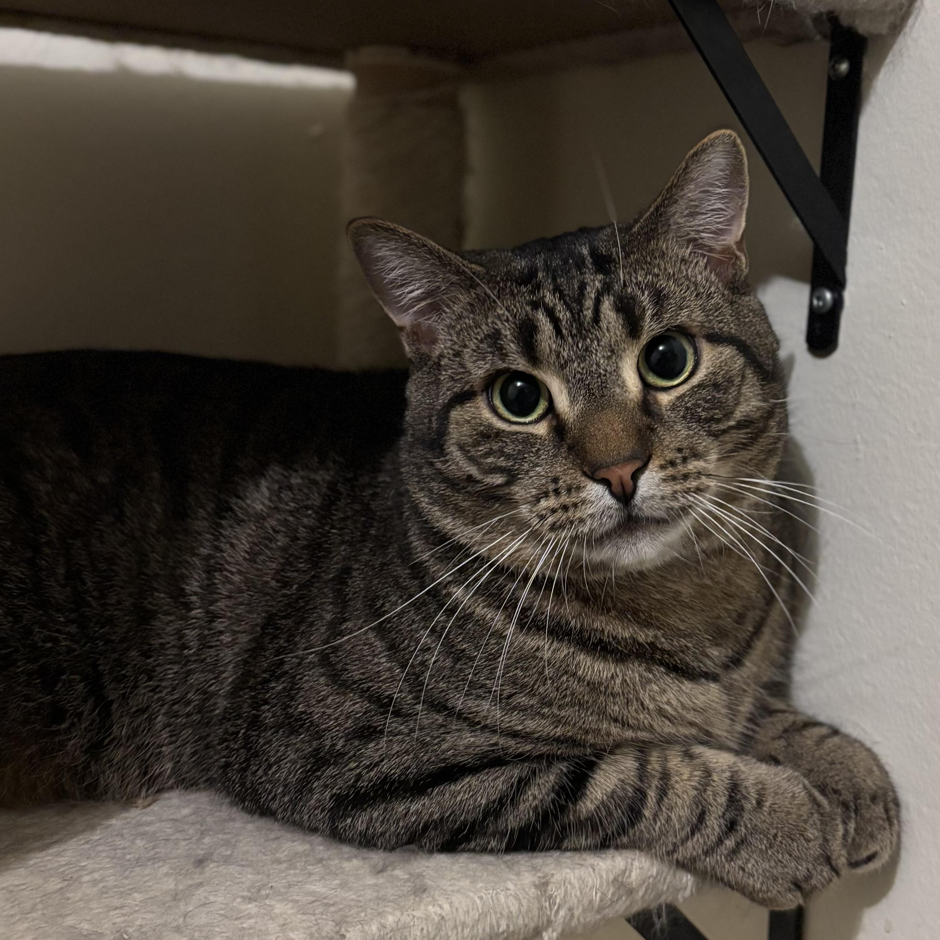 Wesley, a ADOPTABLE mixed breed in Richmond Hill, ON image 3/5