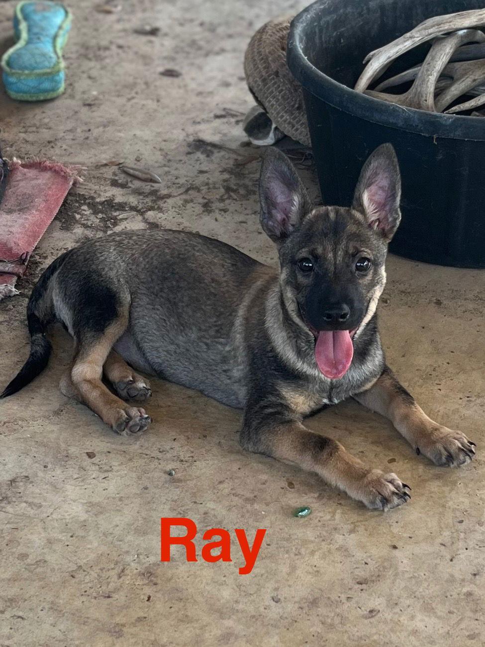 Ray, Adopted, Young Male Chihuahua & German Shepherd Dog.