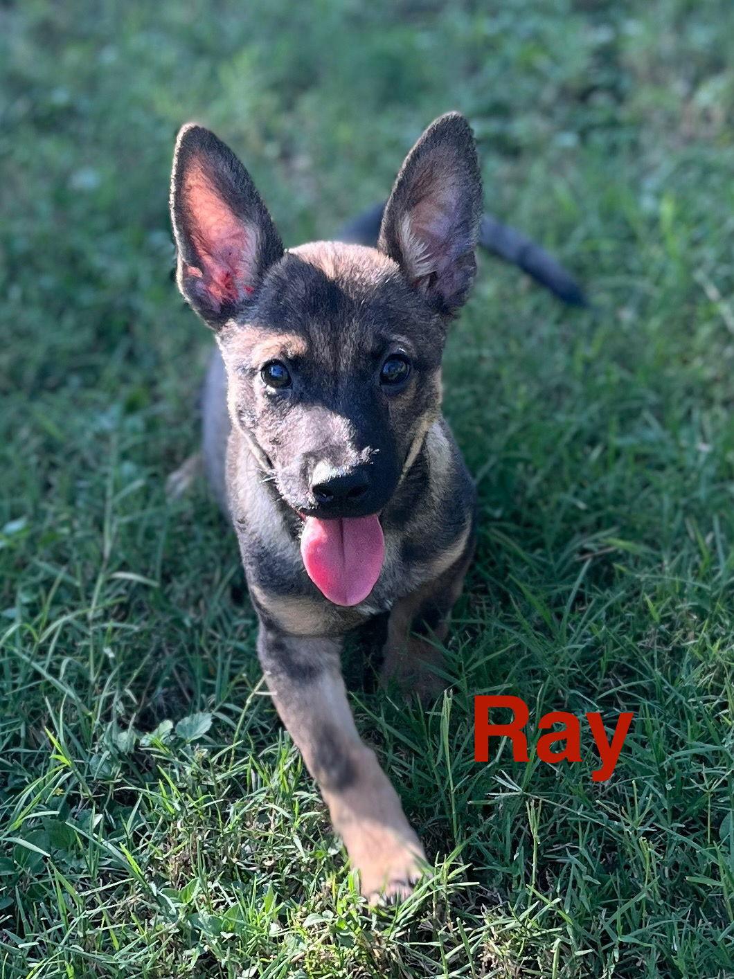 Enlarge Ray, a Adopted mixed breed in Pipe Creek, TX image 2/3