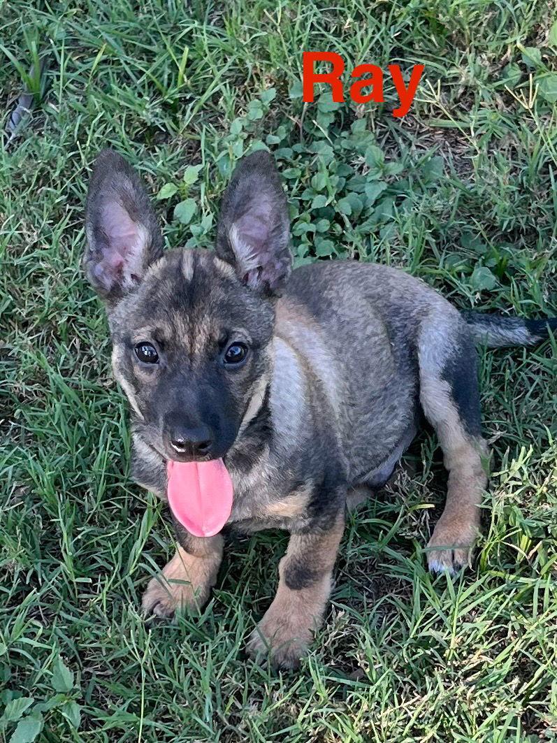 Enlarge Ray, a Adopted mixed breed in Pipe Creek, TX image 3/3