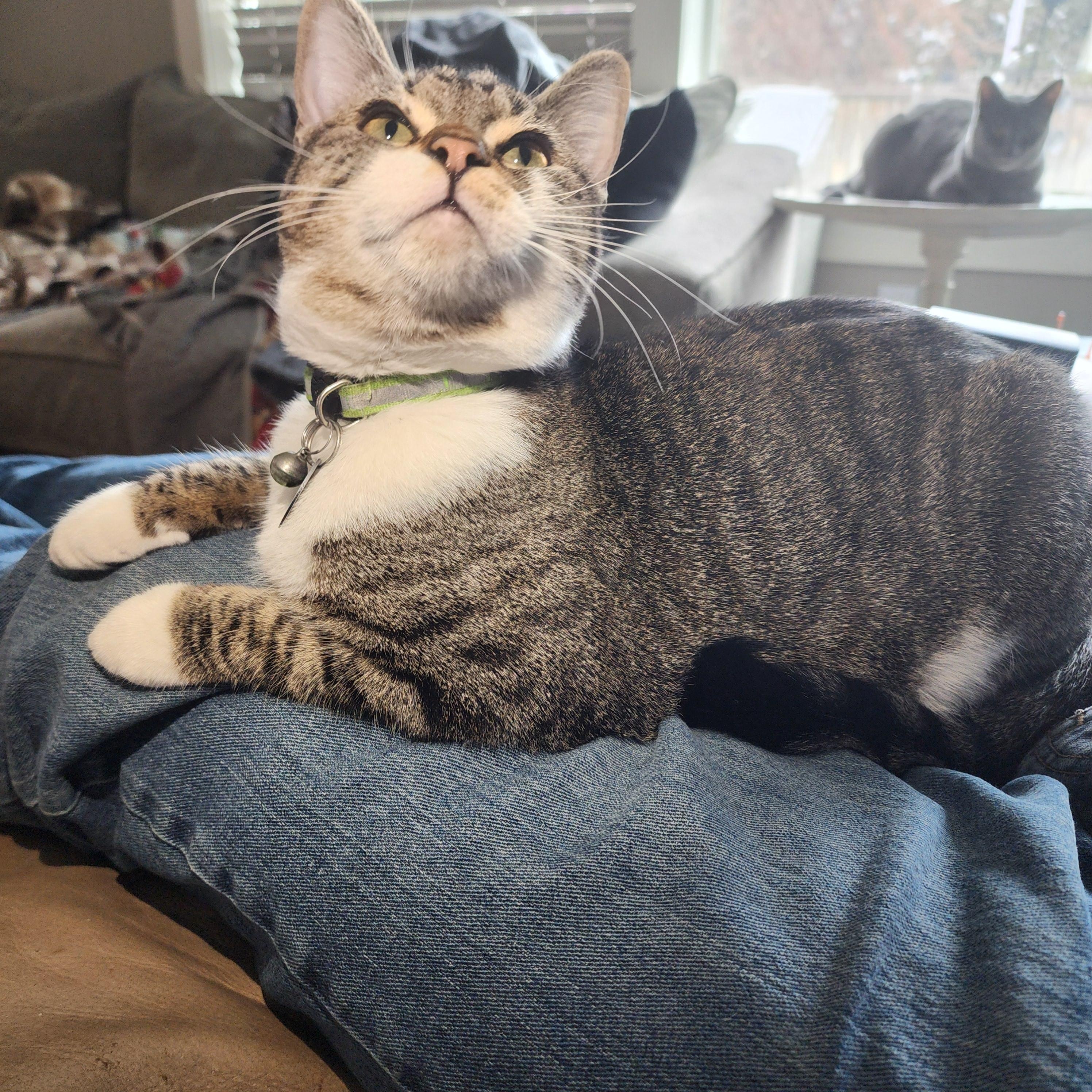 Enlarge Hematite, a ADOPTABLE mixed breed in Pasco, WA image 1/3