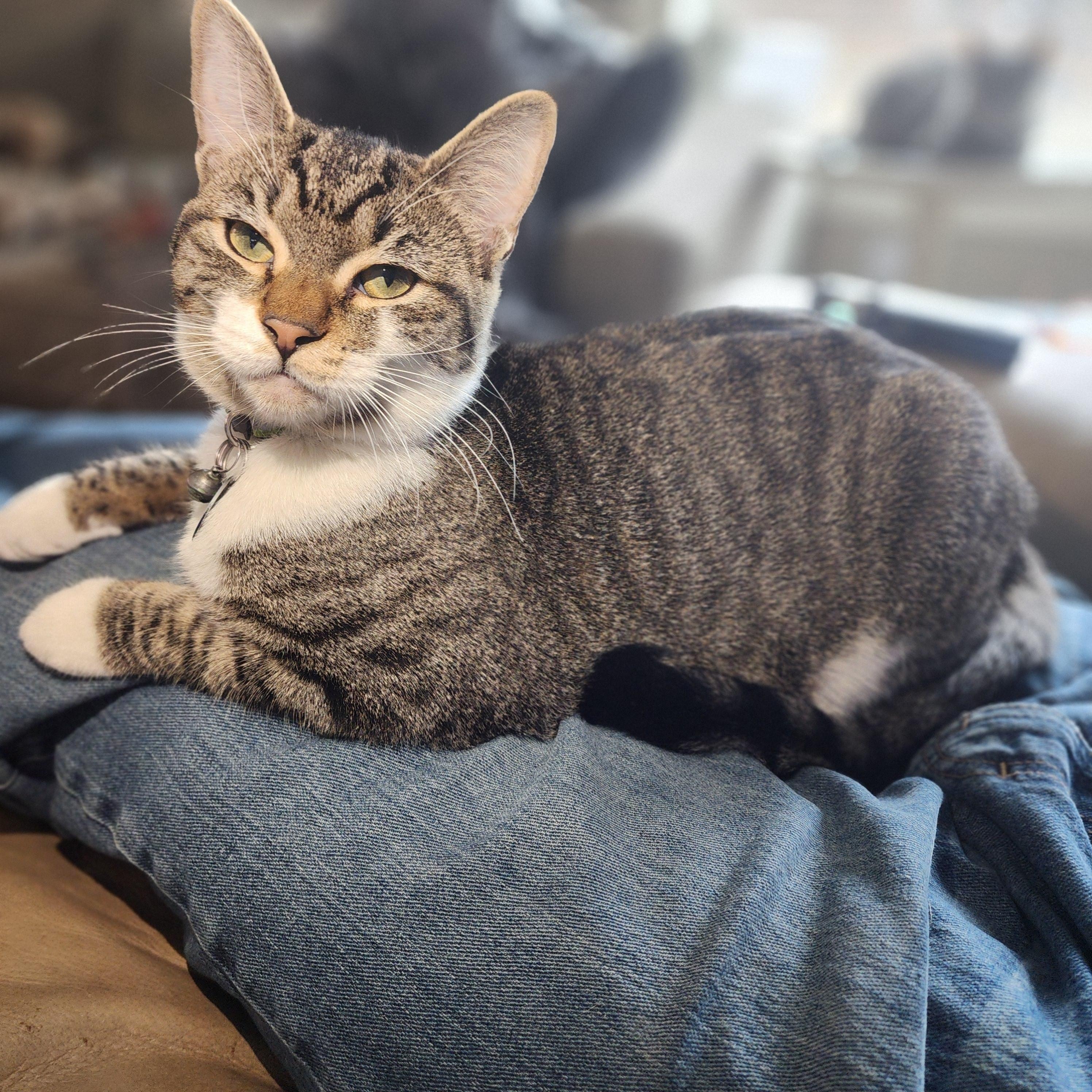 Enlarge Hematite, a ADOPTABLE mixed breed in Pasco, WA image 2/3