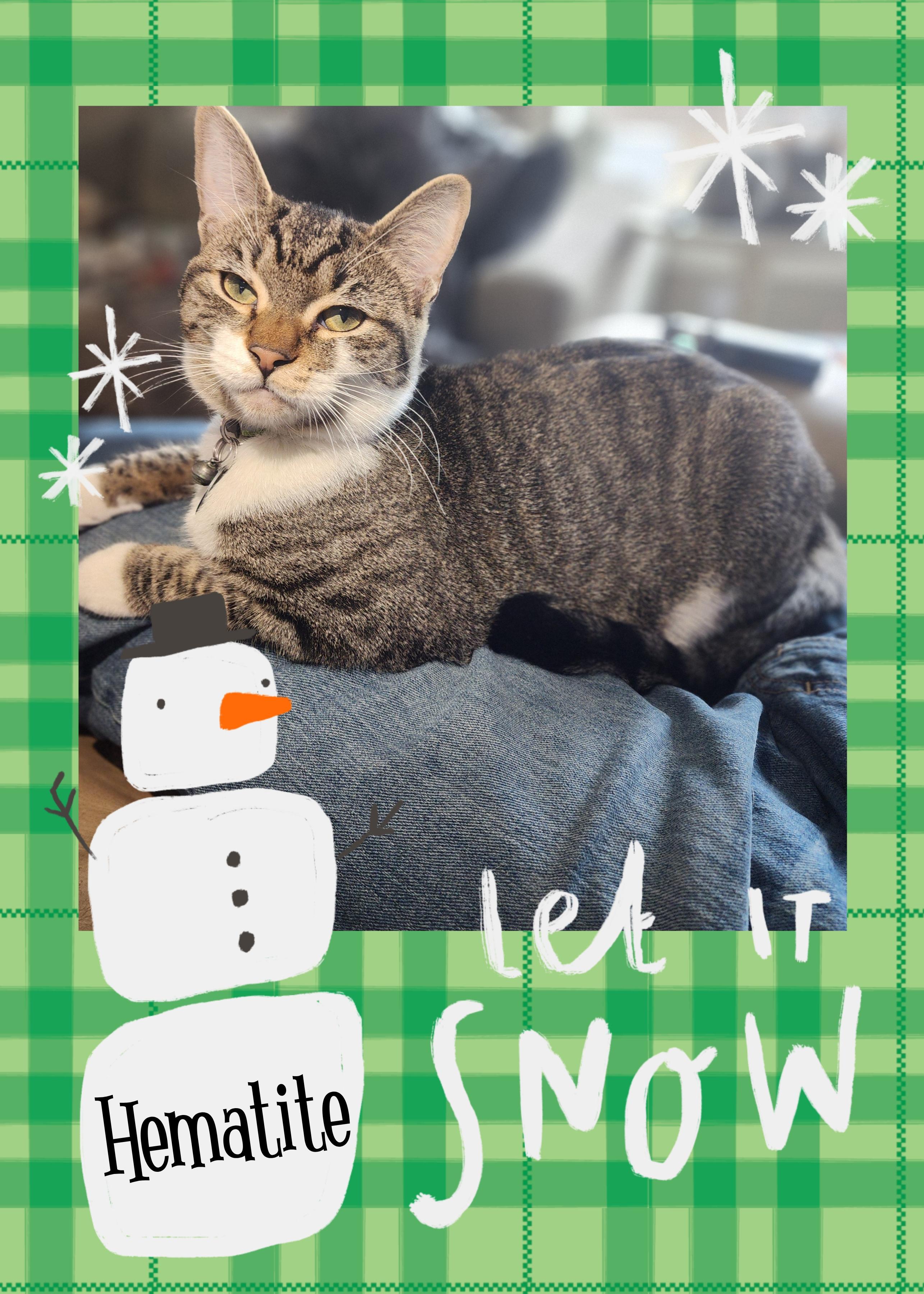 Enlarge Hematite, a ADOPTABLE mixed breed in Pasco, WA image 3/3