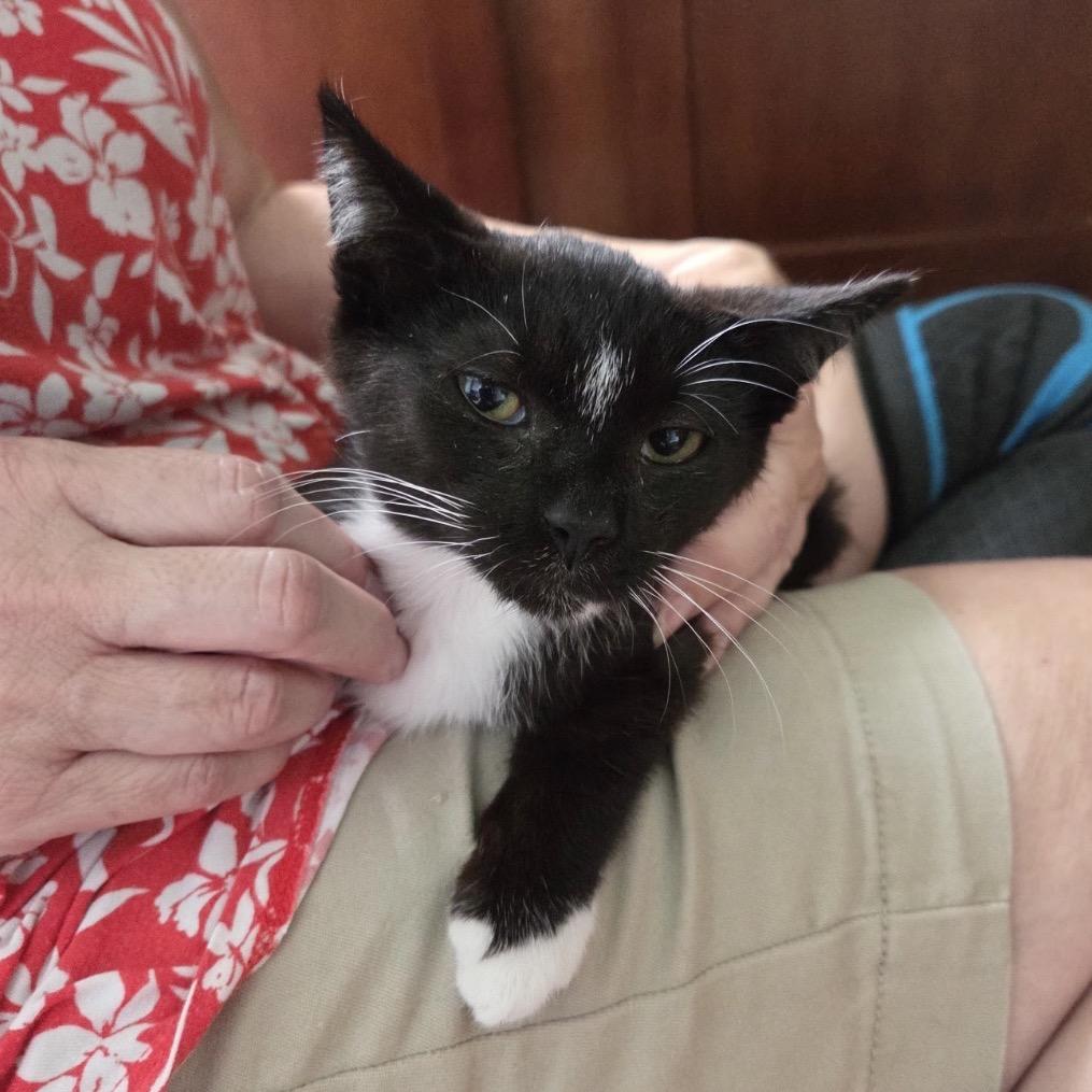 Jagger, Adoptable, Kitten Male American Shorthair.