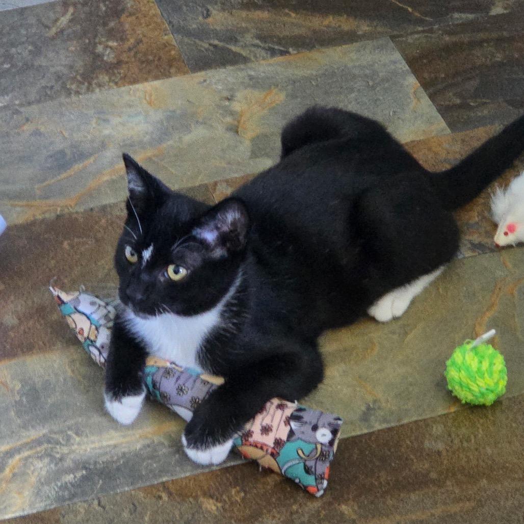 Enlarge Jagger, a Adoptable American Shorthair in Mocksville, NC image 2/2