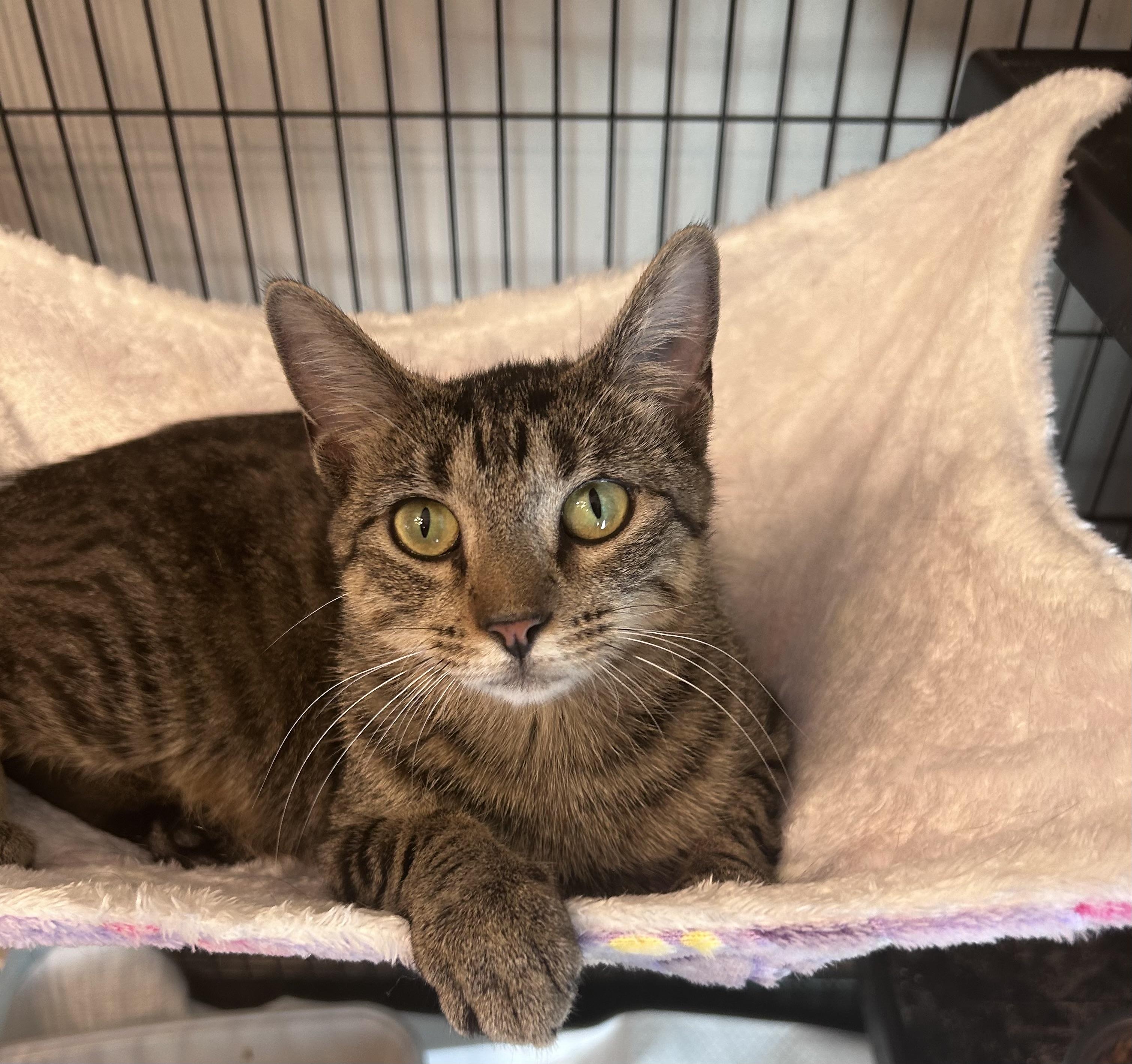 Pickles **Courtesy Post**, ADOPTABLE, Young Female Domestic Short Hair.