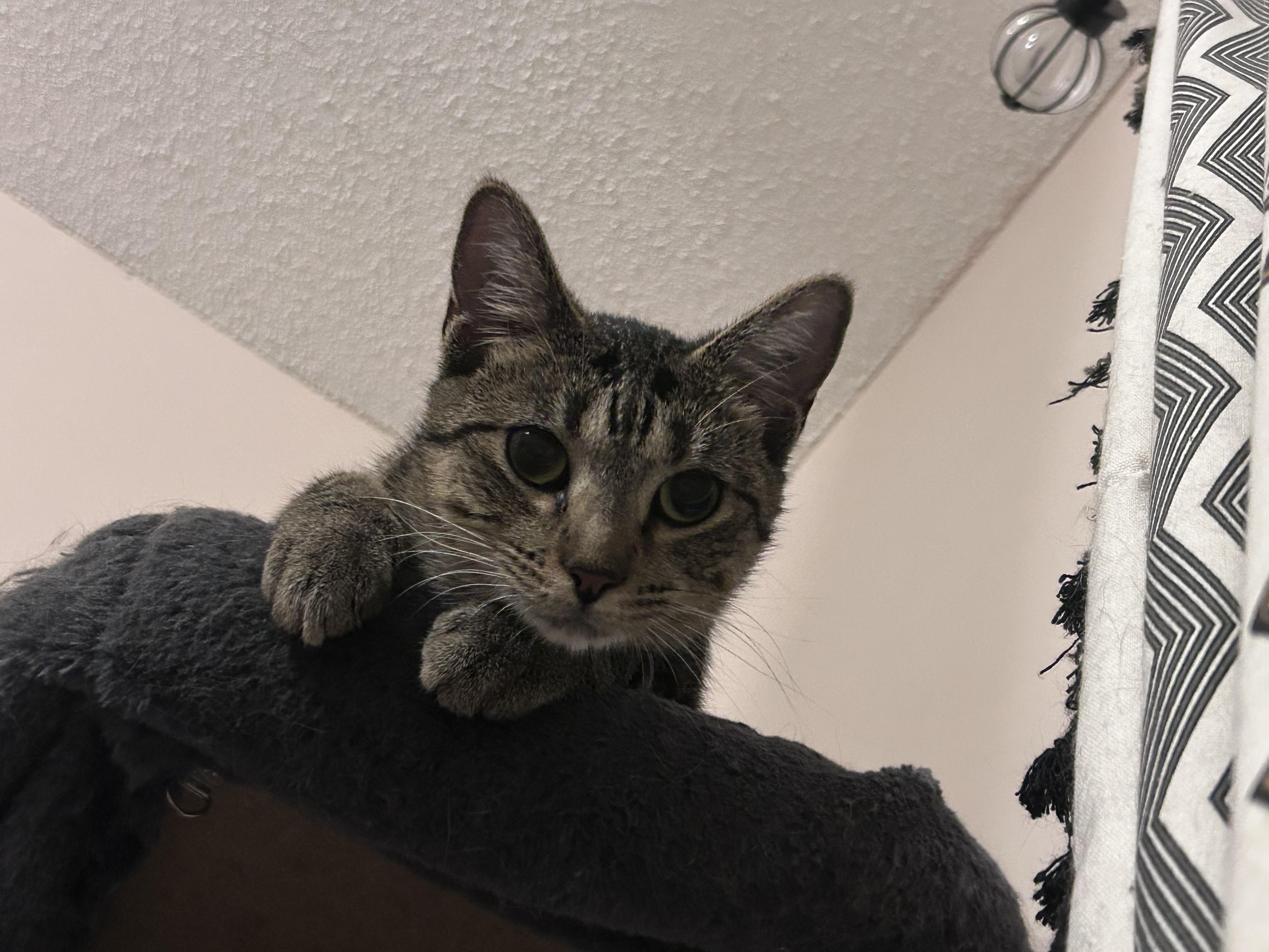 Pickles **Courtesy Post**, a ADOPTABLE Domestic Short Hair in Chaska, MN image 2/3