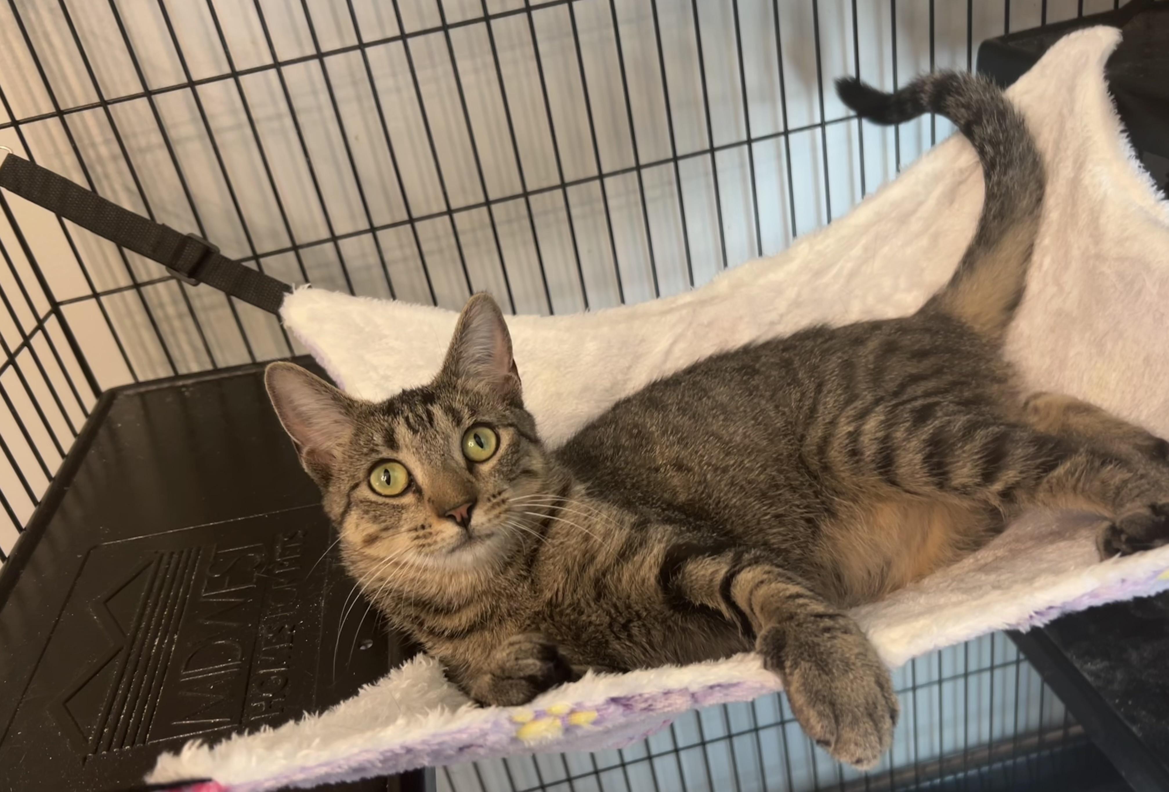 Pickles **Courtesy Post**, a ADOPTABLE Domestic Short Hair in Chaska, MN image 3/3