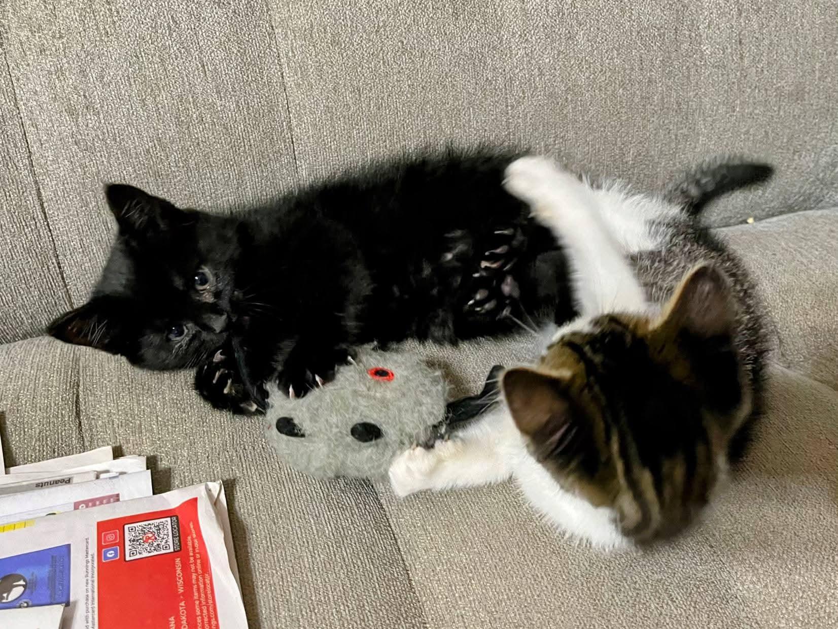 Jane, an adoptable Domestic Short Hair in Sawyer, ND, 58781 | Photo Image 1