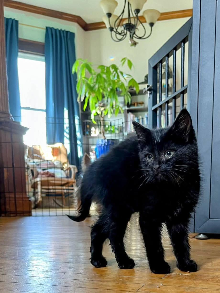 Enlarge Jane, a Adoptable Domestic Short Hair in Sawyer, ND image 3/4