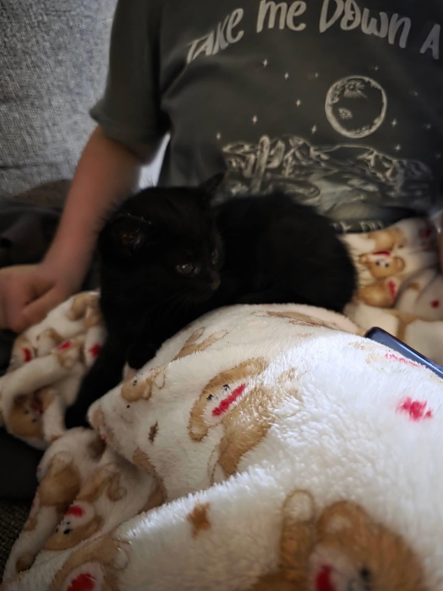 Enlarge Jane, a Adoptable Domestic Short Hair in Sawyer, ND image 4/4