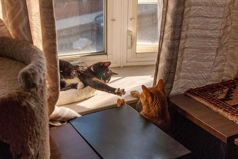 Enlarge Bambi & Champ: Courtesy Post, a Adoptable mixed breed in New York, NY image 1/6