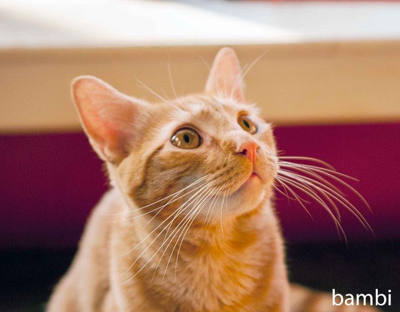 Enlarge Bambi & Champ: Courtesy Post, a Adoptable mixed breed in New York, NY image 3/6