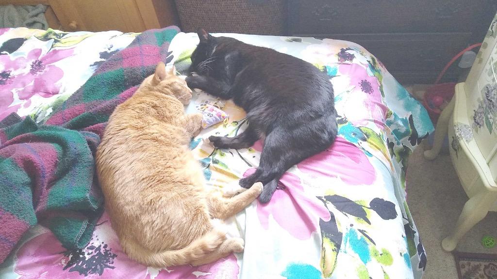 Enlarge Bambi & Champ: Courtesy Post, a Adoptable mixed breed in New York, NY image 4/6