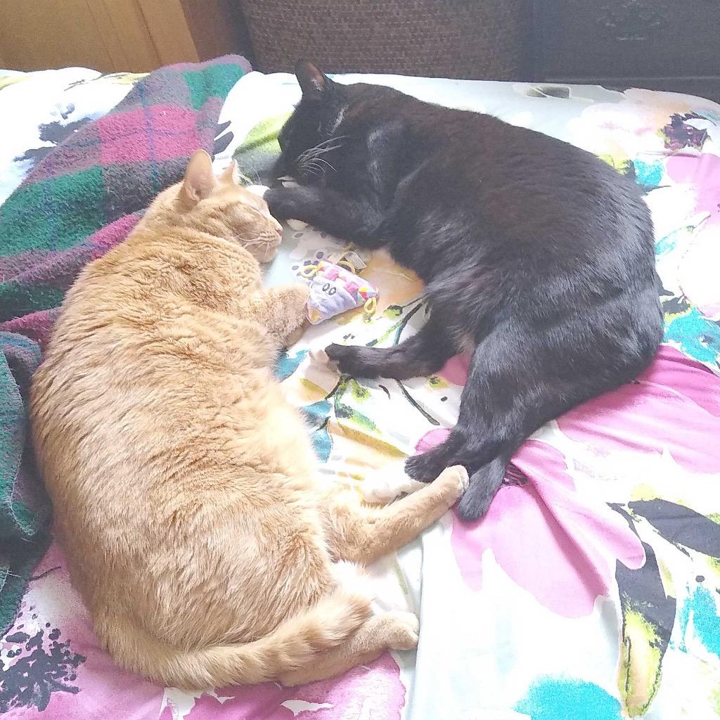 Enlarge Bambi & Champ: Courtesy Post, a Adoptable mixed breed in New York, NY image 6/6