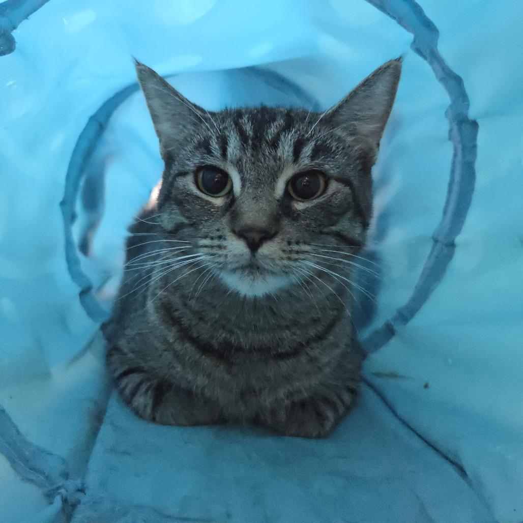 Sophia, Adoptable, Young Female Domestic Short Hair.