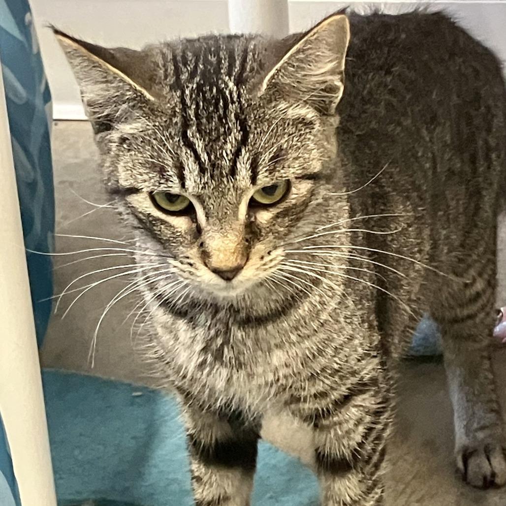 Enlarge Sophia, a Adoptable Domestic Short Hair in Rock Falls, IL image 1/1